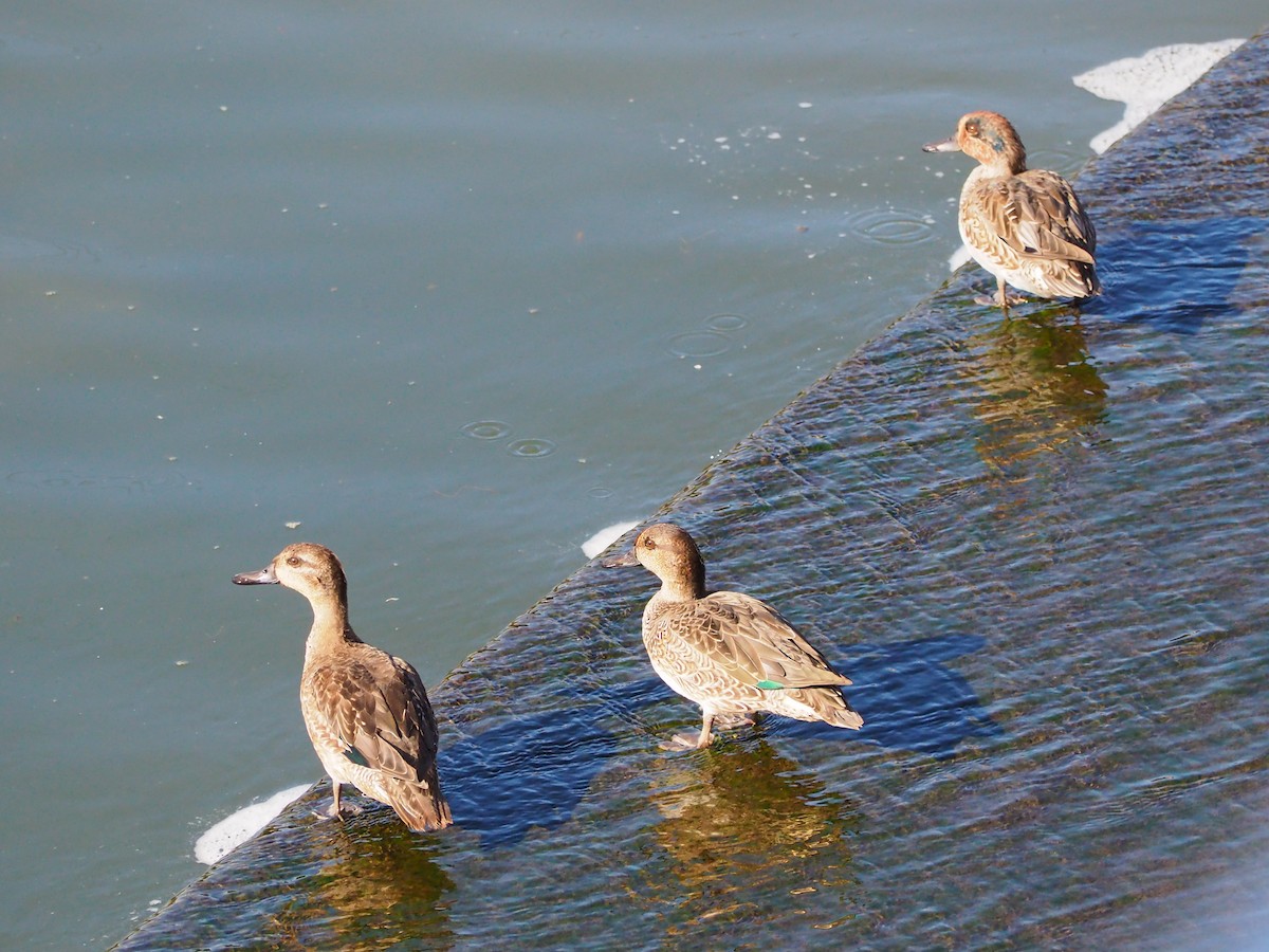 小水鴨 - ML645260990