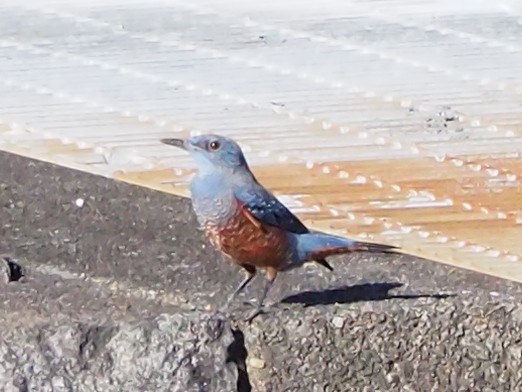 藍磯鶇 - ML645260994