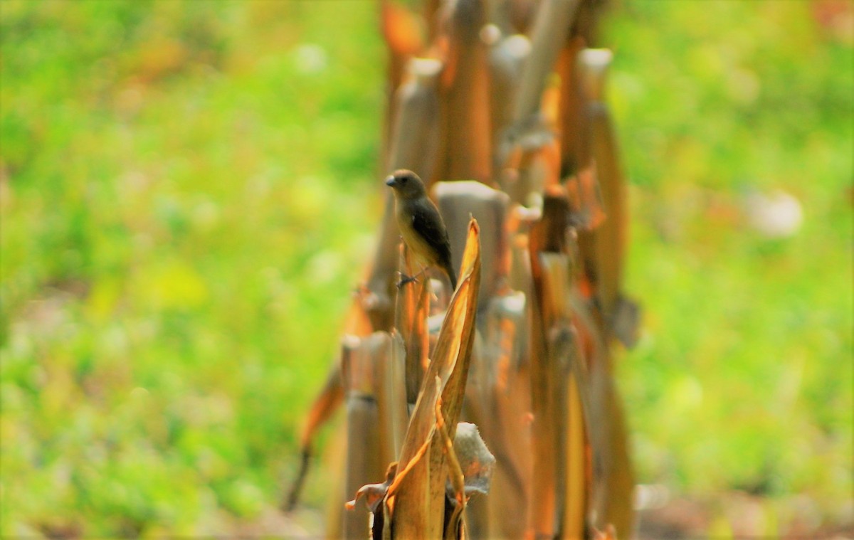 Sporophila sp. - ML645260995