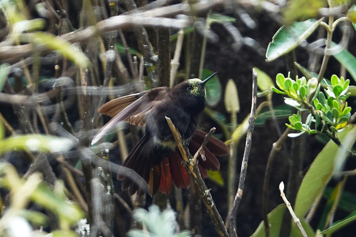 Black Metaltail - ML645261040