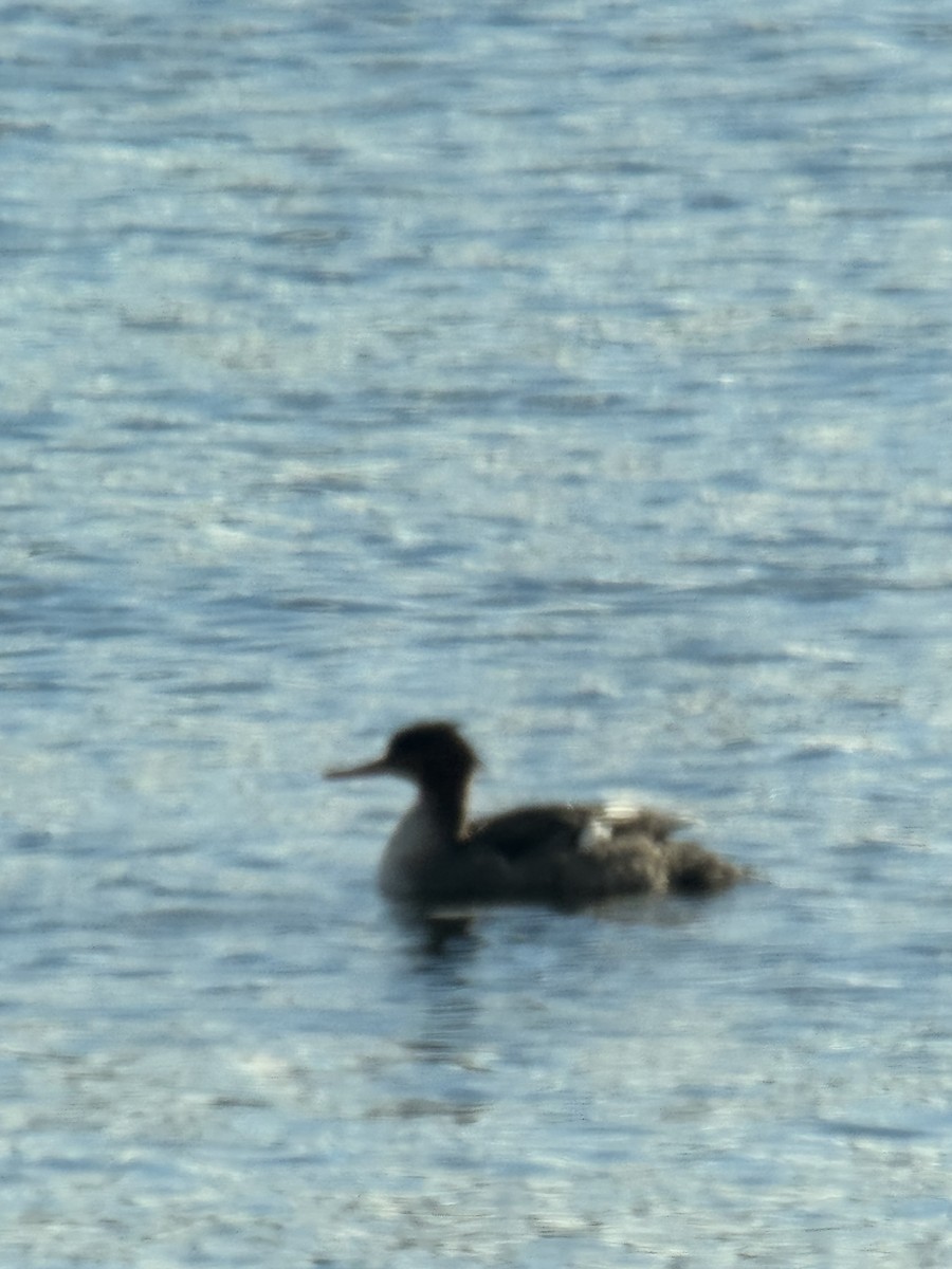 Red-breasted Merganser - ML645261045