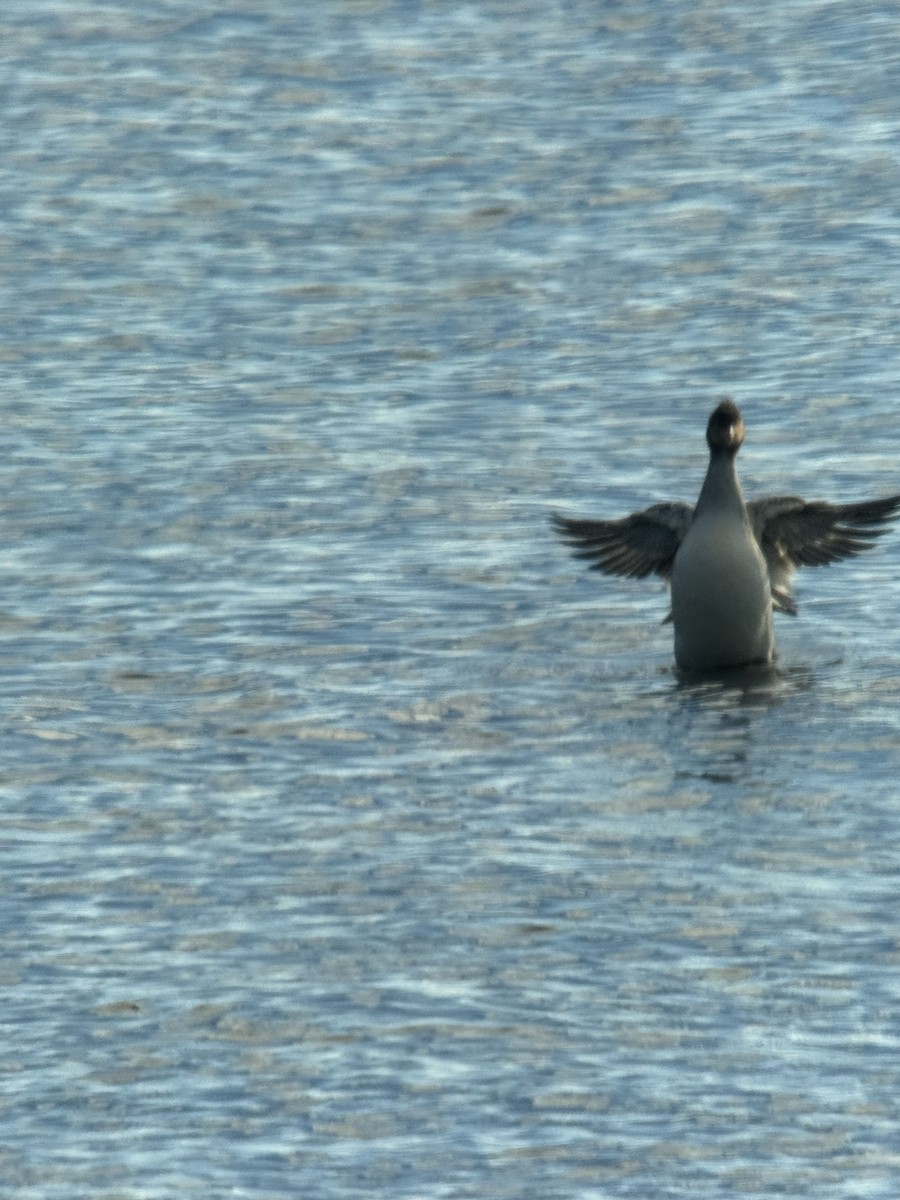 Red-breasted Merganser - ML645261046