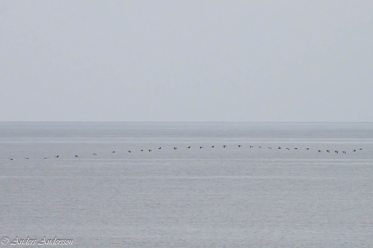 Graylag Goose - ML645261091