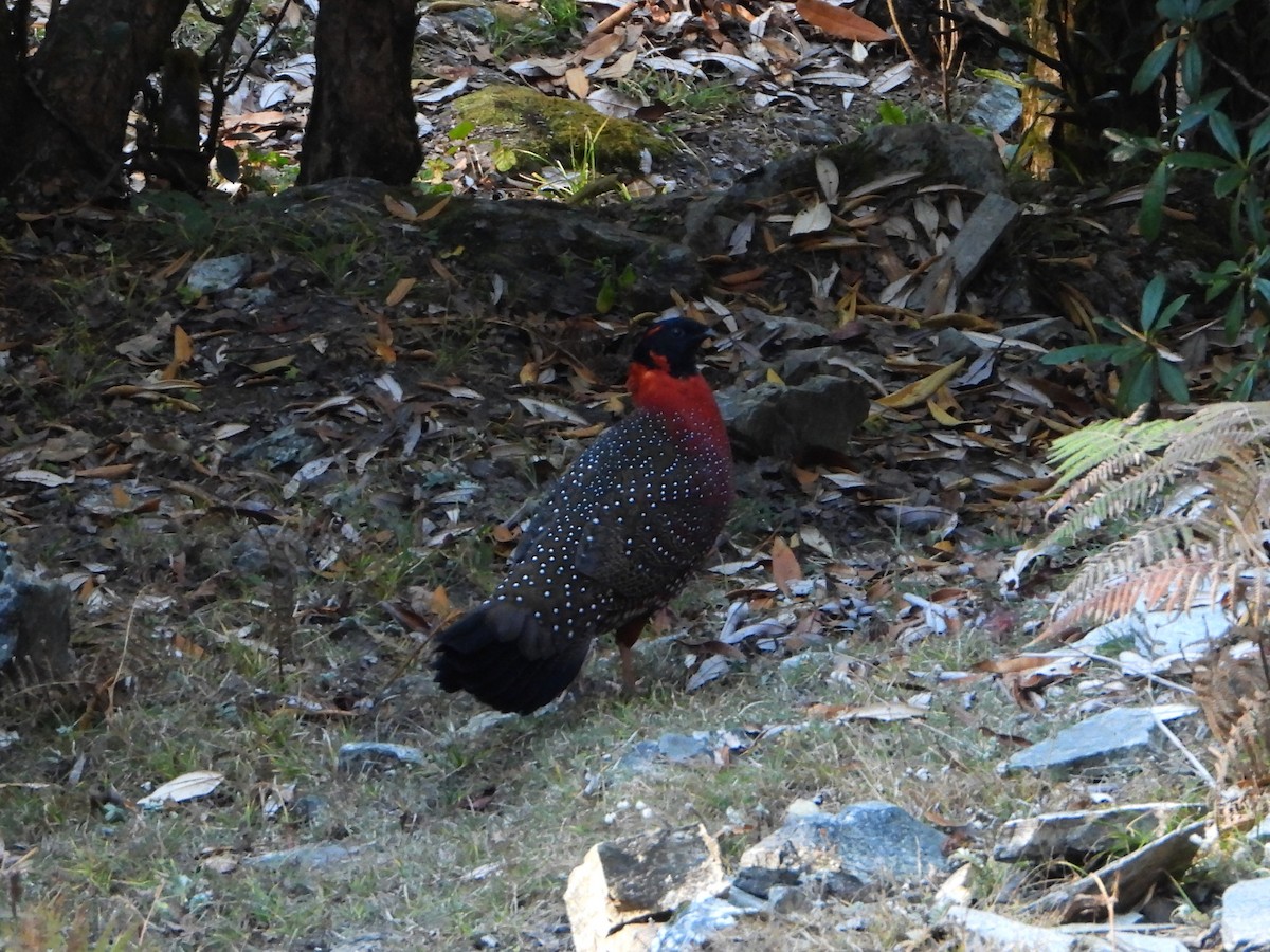 Satyr Tragopan - ML645261092