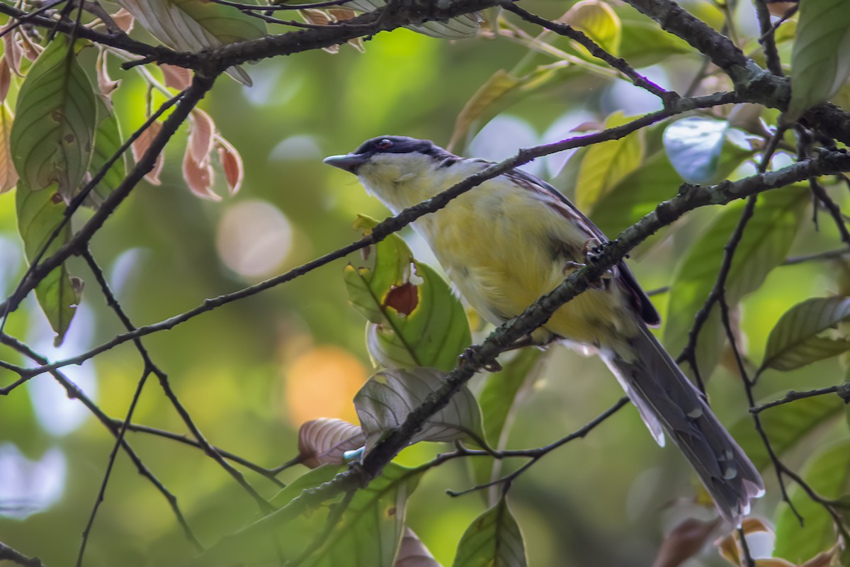 Spotted Crocias - ML645261093