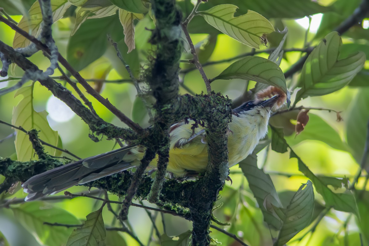 Spotted Crocias - ML645261094
