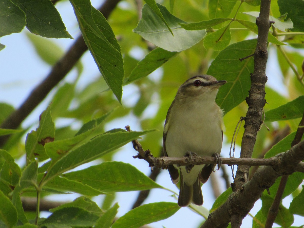 アカメモズモドキ - ML645261097