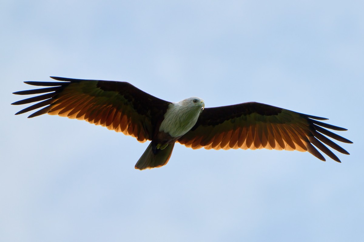 シロガシラトビ - ML645261106