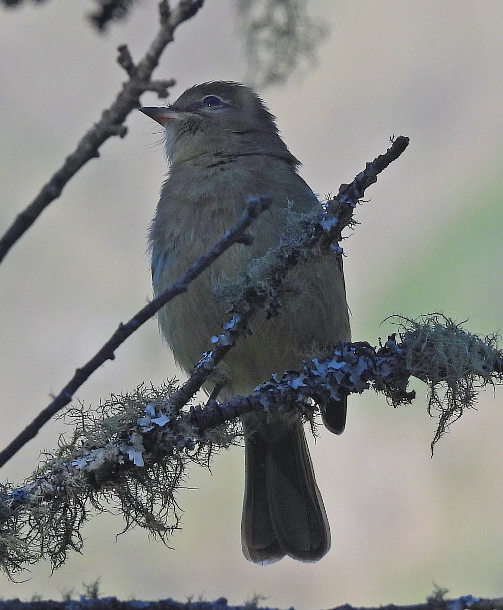 Highland Elaenia - ML645261110