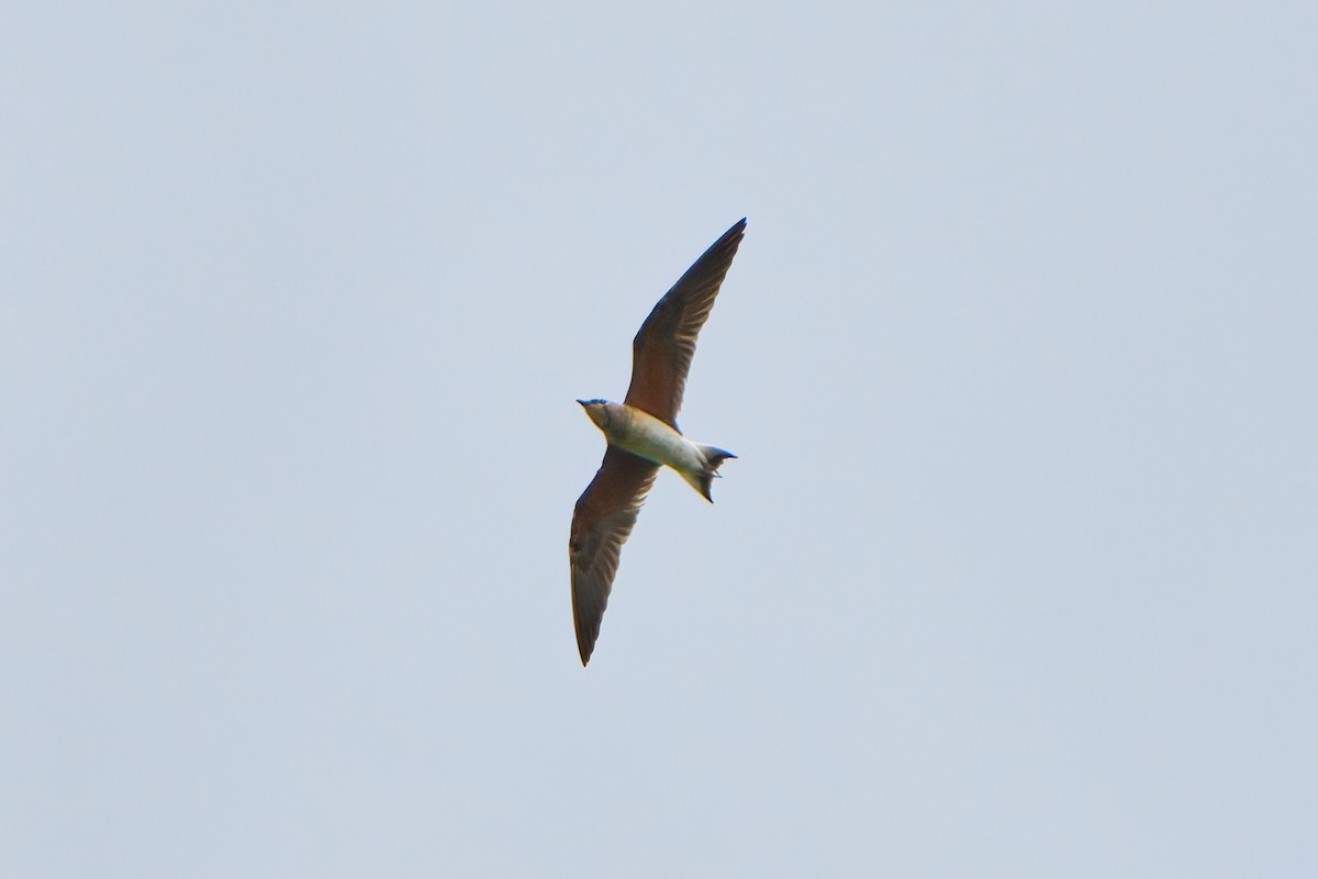 ツバメチドリ - ML645261115