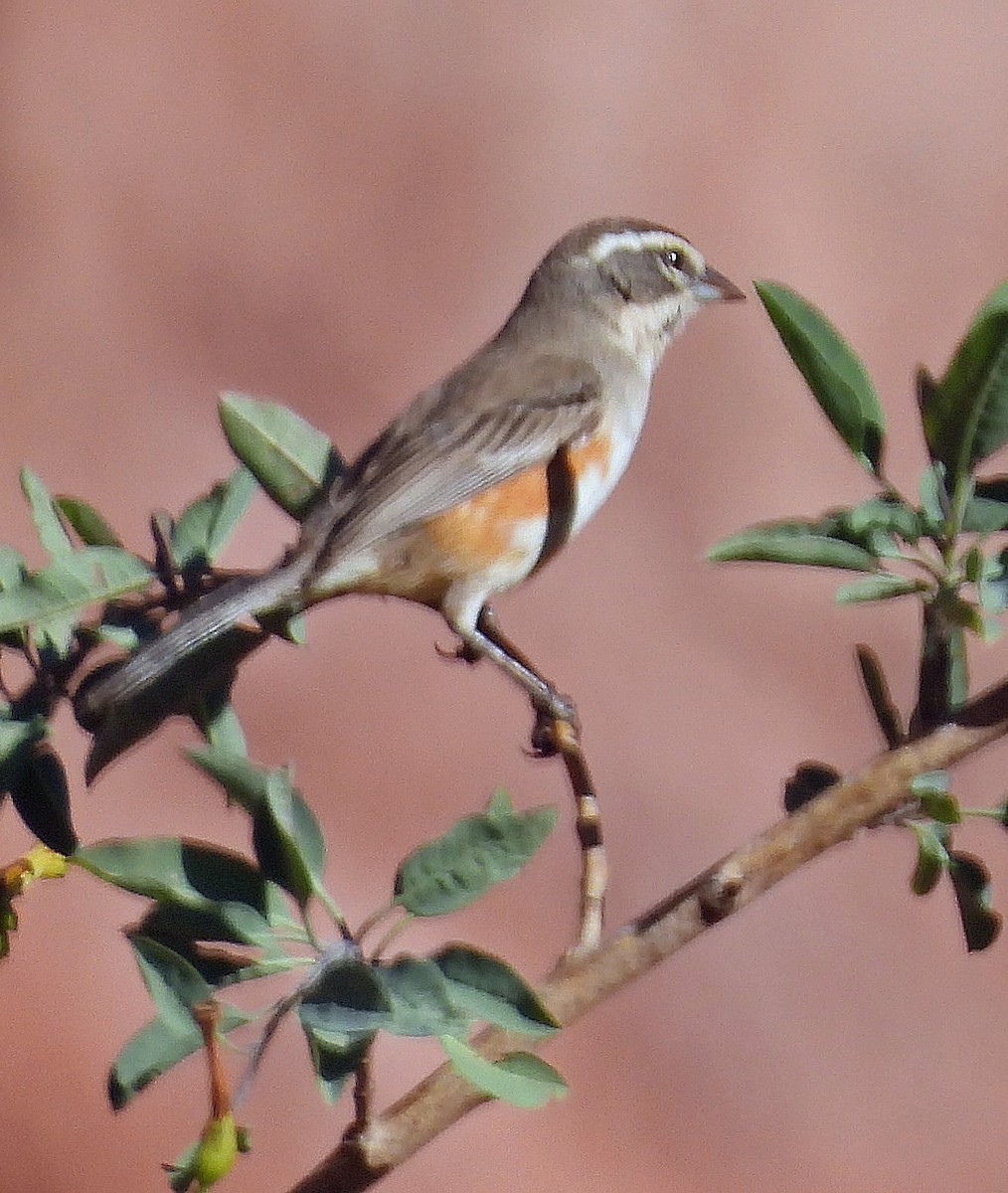 Rufous-sided Warbling Finch - ML645261121