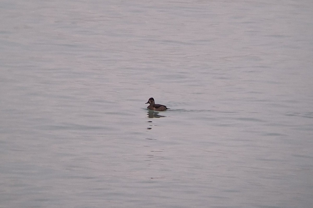 Ring-necked Duck - ML645261122