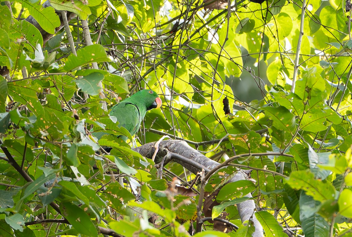 Moluccan Eclectus - ML645261123