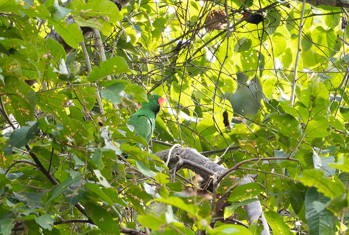 Moluccan Eclectus - ML645261124