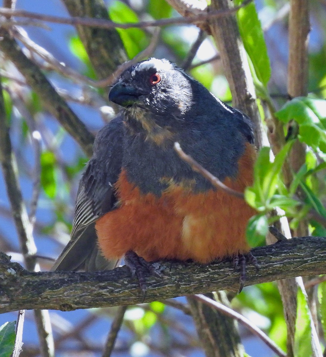 Rufous-bellied Mountain Tanager - ML645261125