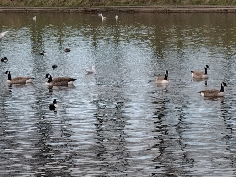 Canada Goose - ML645261131