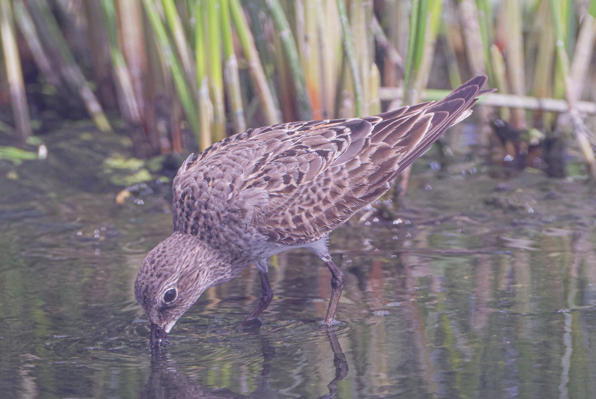 jespák tundrový - ML645261138