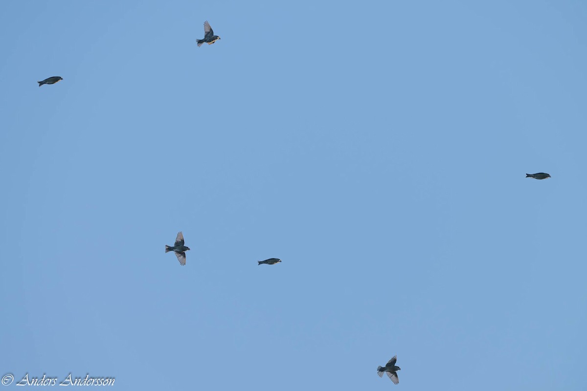 Parrot Crossbill - ML645261142