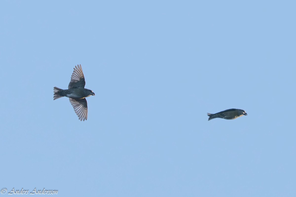 Parrot Crossbill - ML645261149