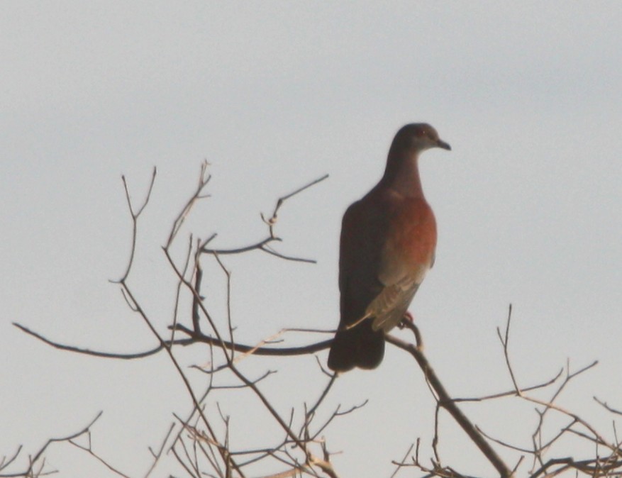 Pale-vented Pigeon - ML645261154