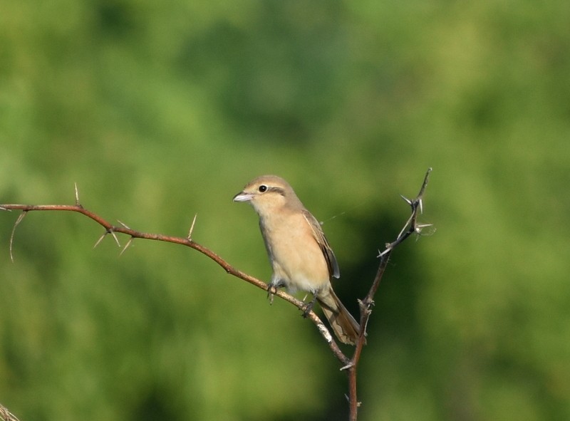 isabellavarsler - ML645261163