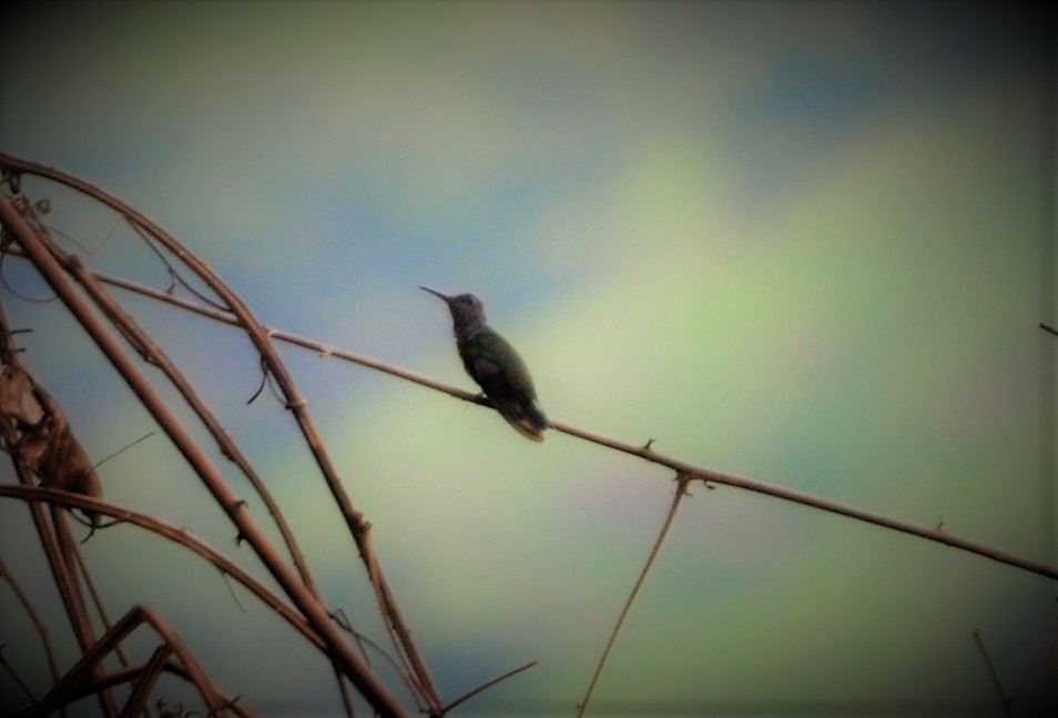 hummingbird sp. - ML645261166