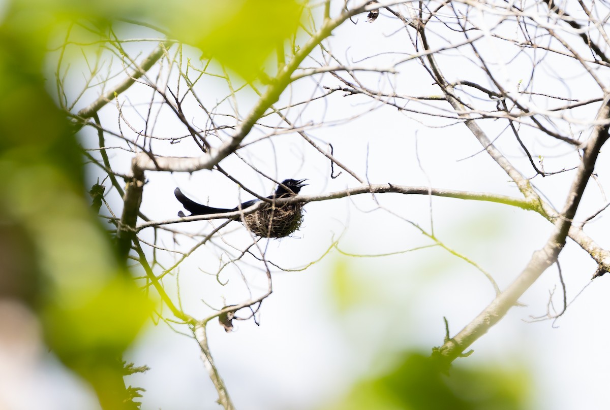 Spangled Drongo (Buru) - ML645261171