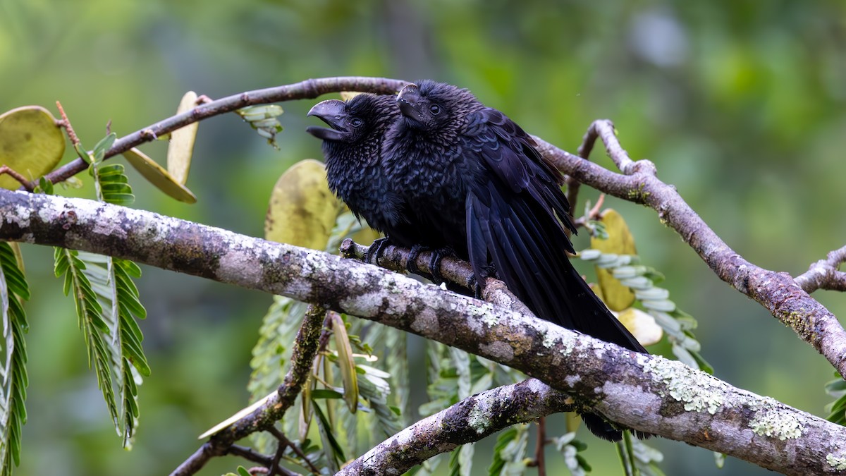 Smooth-billed Ani - ML645261172