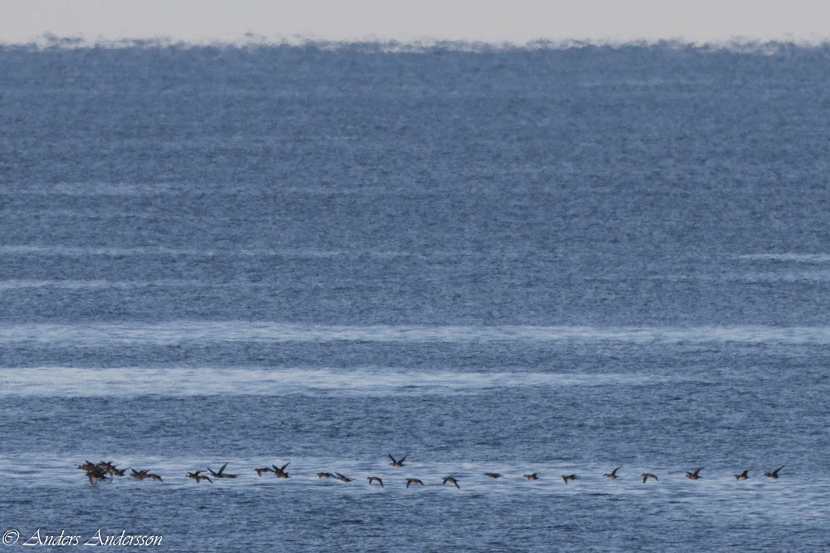 Common Scoter - ML645261174