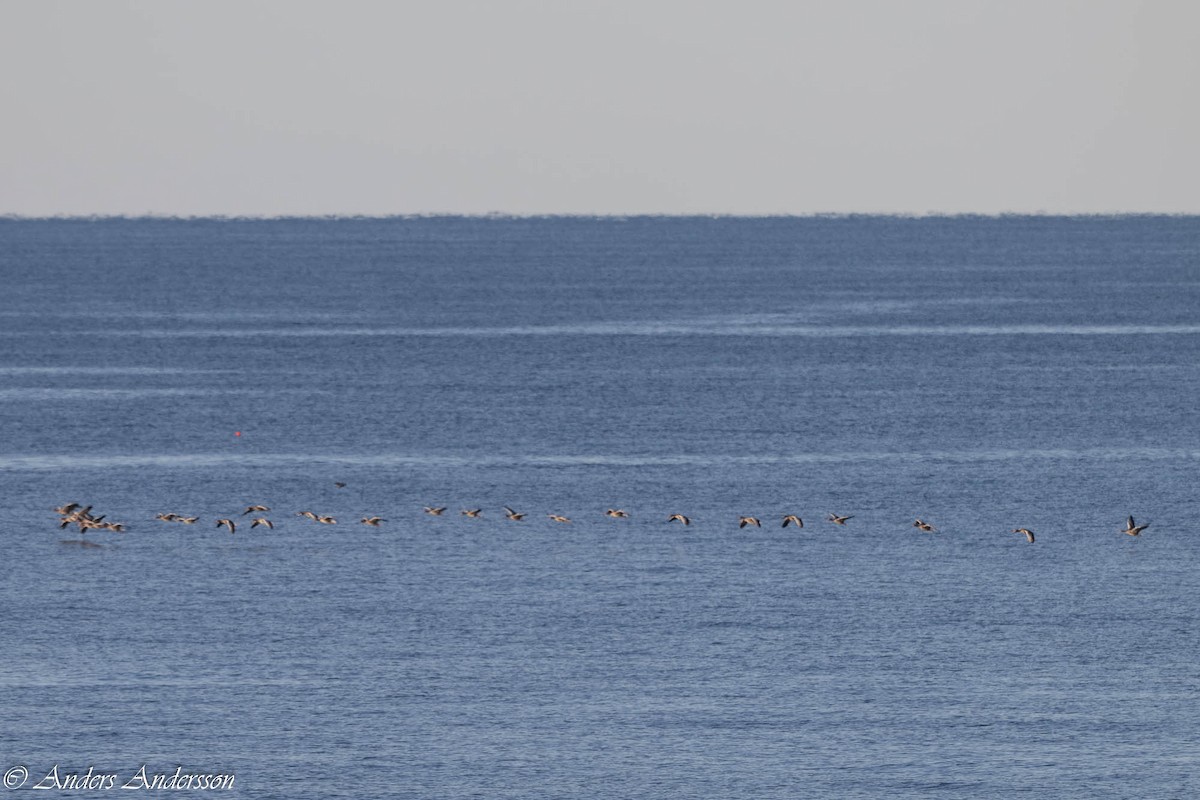 Graylag Goose - ML645261177