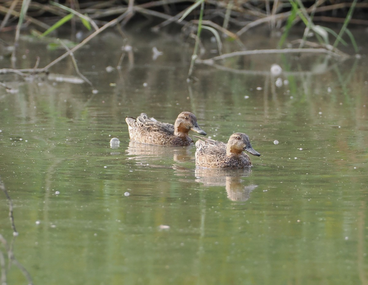Northern Shoveler - ML645261198