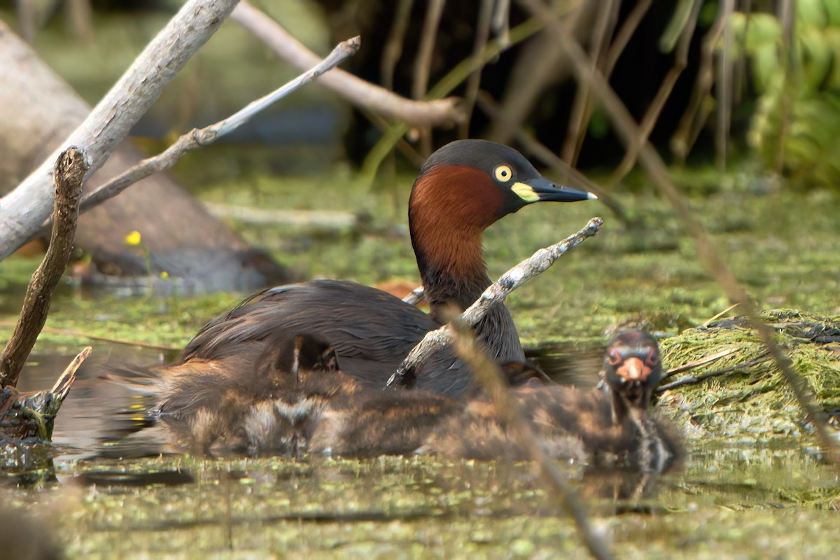 カイツブリ - ML645261202