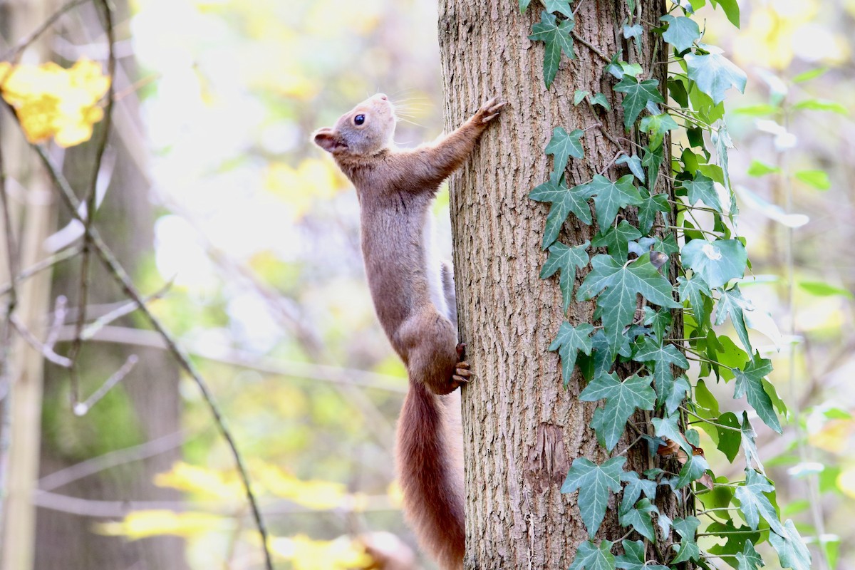 Eurasian Red Squirrel - ML645261203
