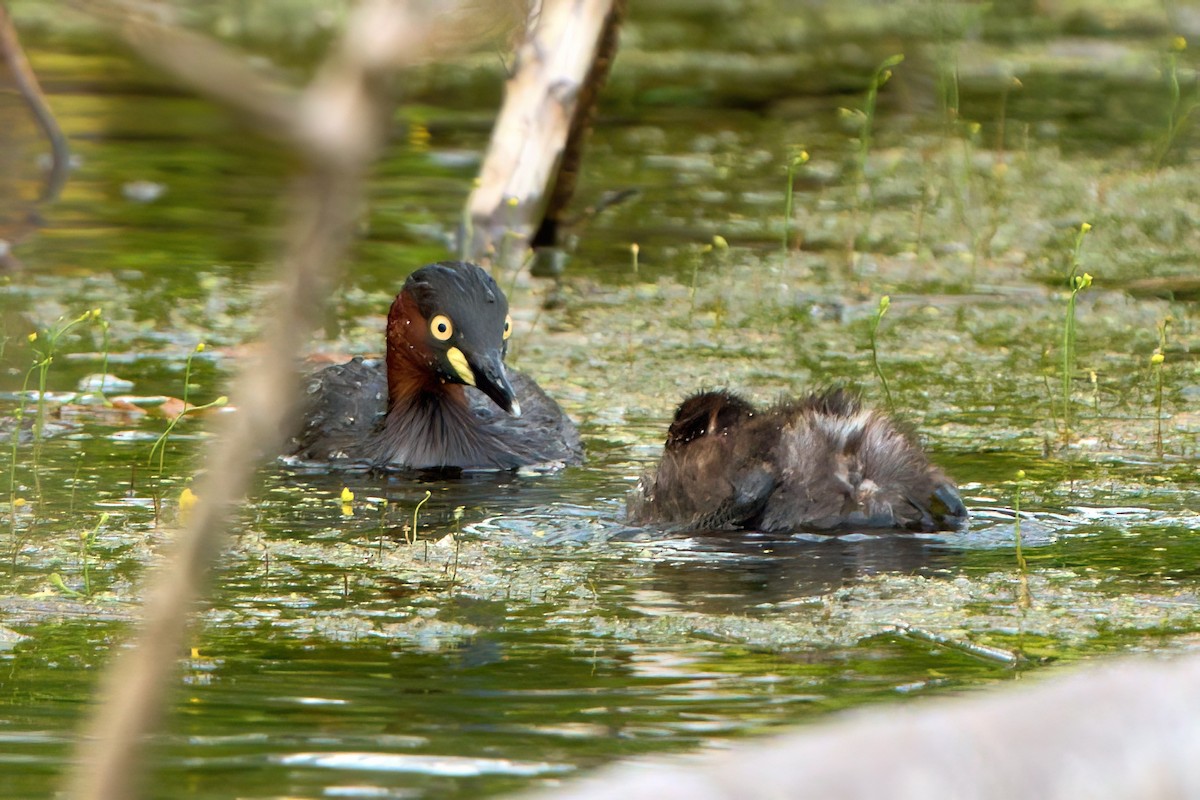 カイツブリ - ML645261204