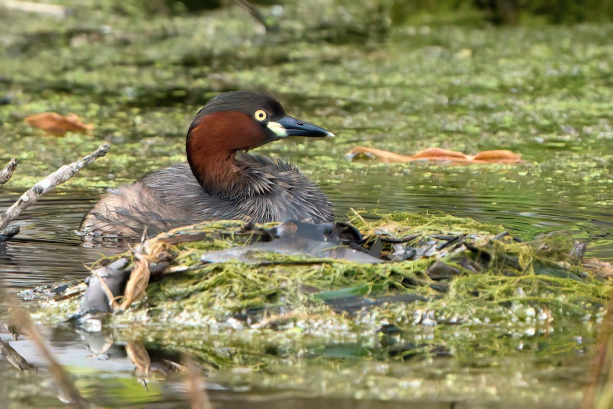 カイツブリ - ML645261205