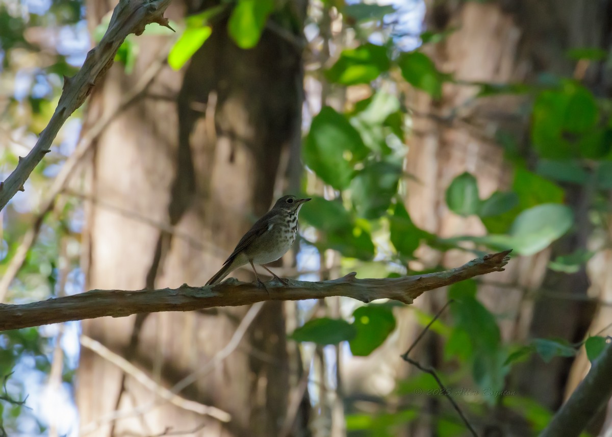 チャイロコツグミ - ML645261206