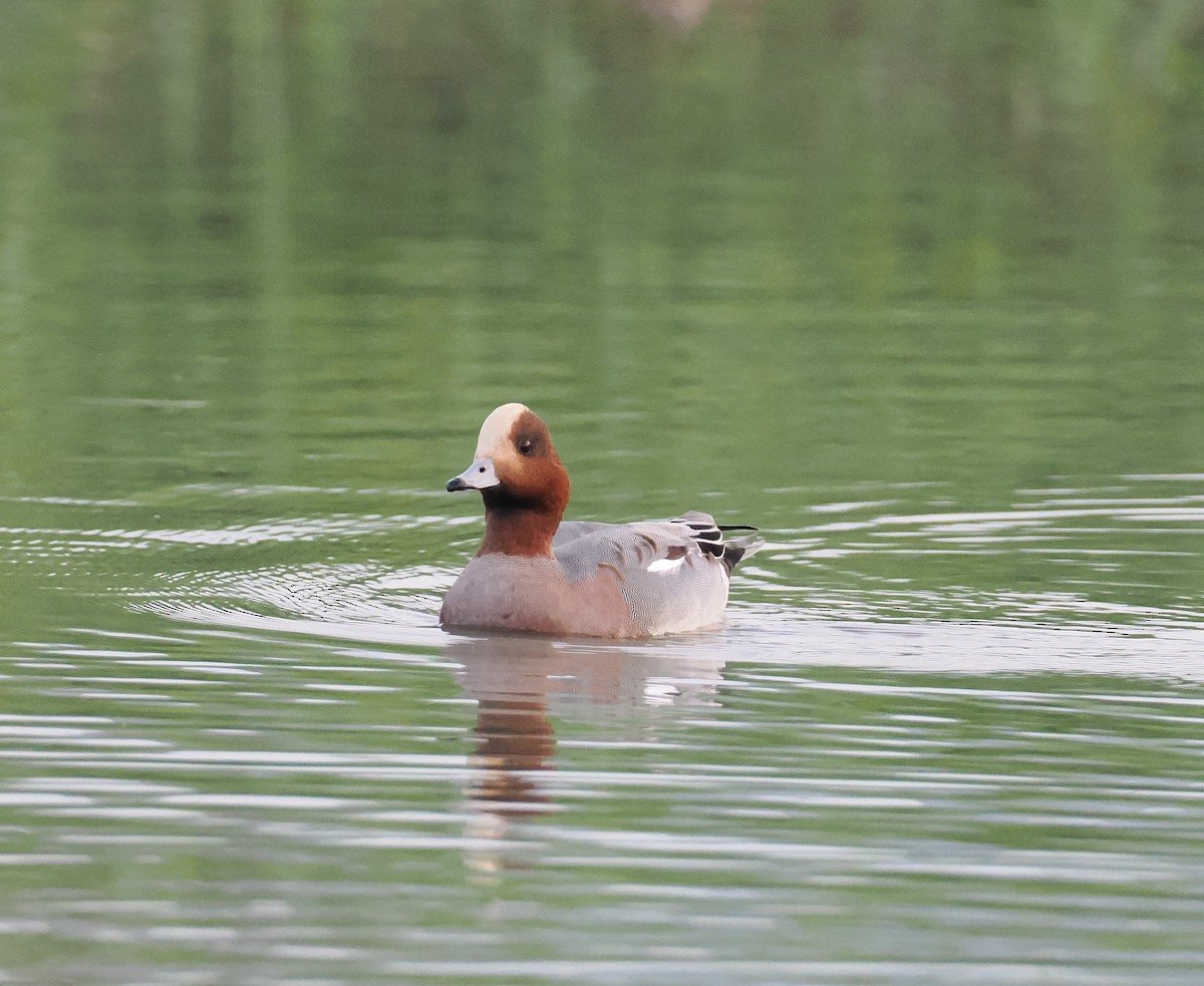 Eurasian Wigeon - ML645261207