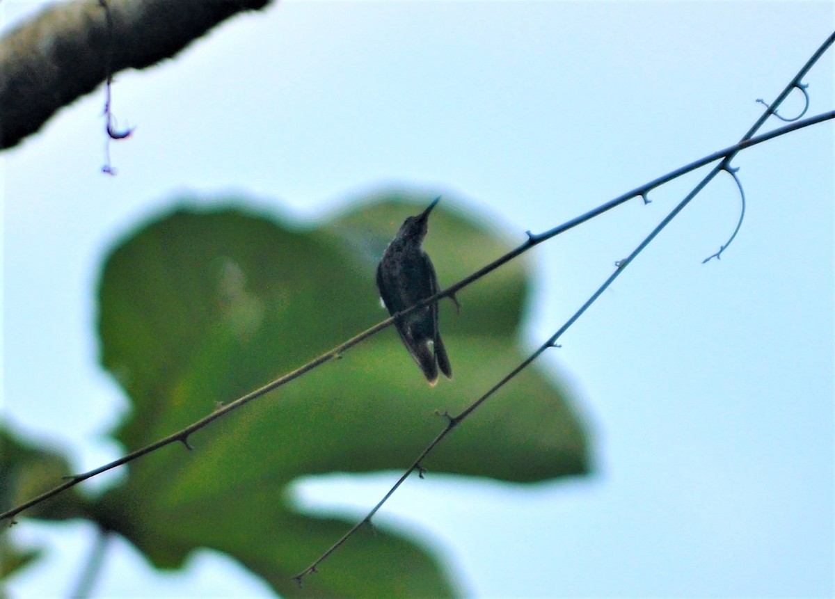 hummingbird sp. - ML645261210