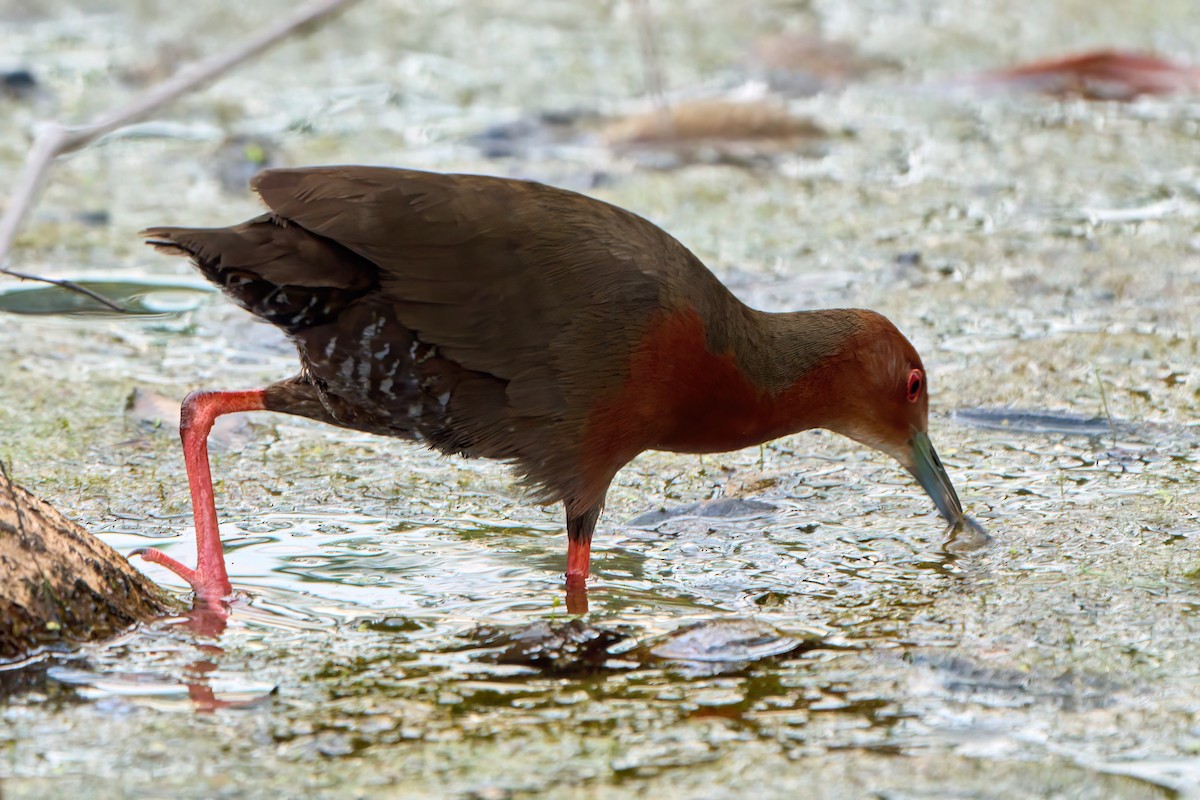 ヒクイナ - ML645261213