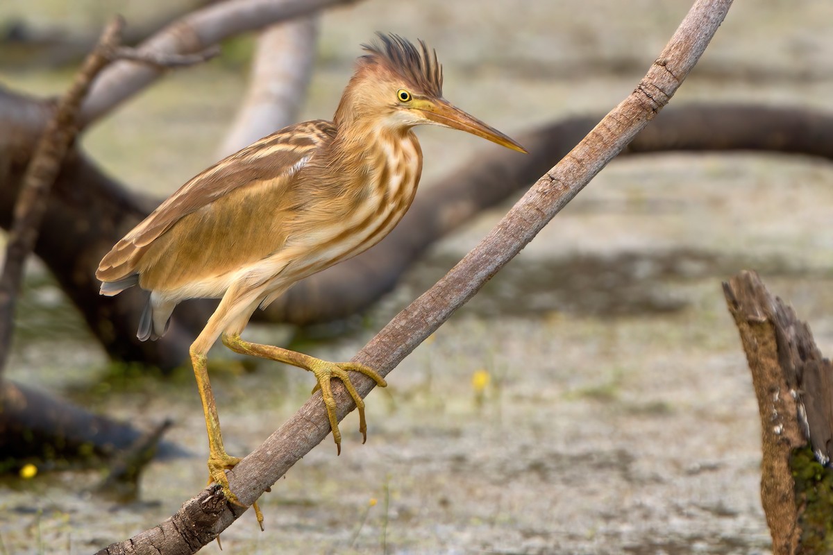 ヨシゴイ - ML645261216