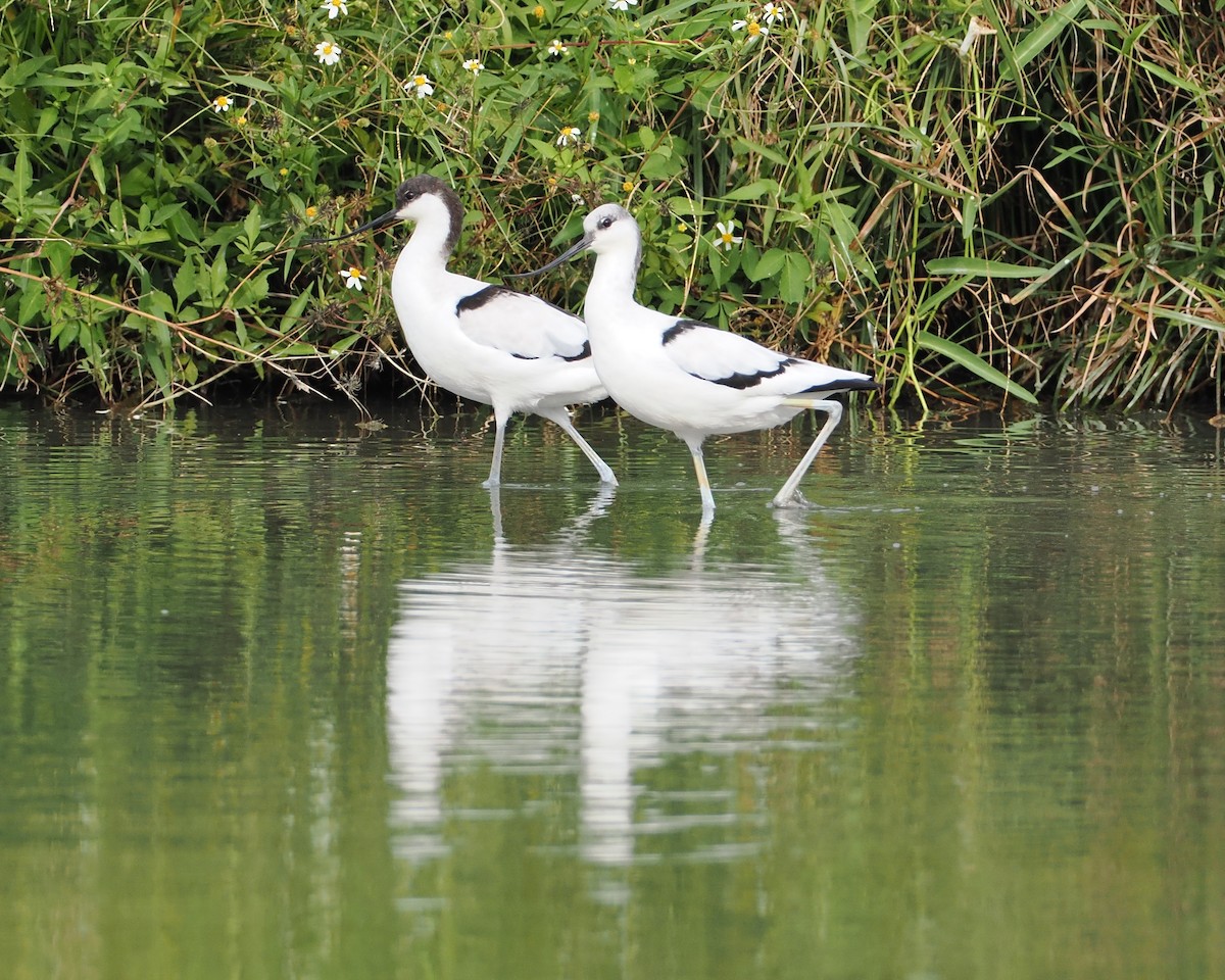 Pied Avocet - ML645261217