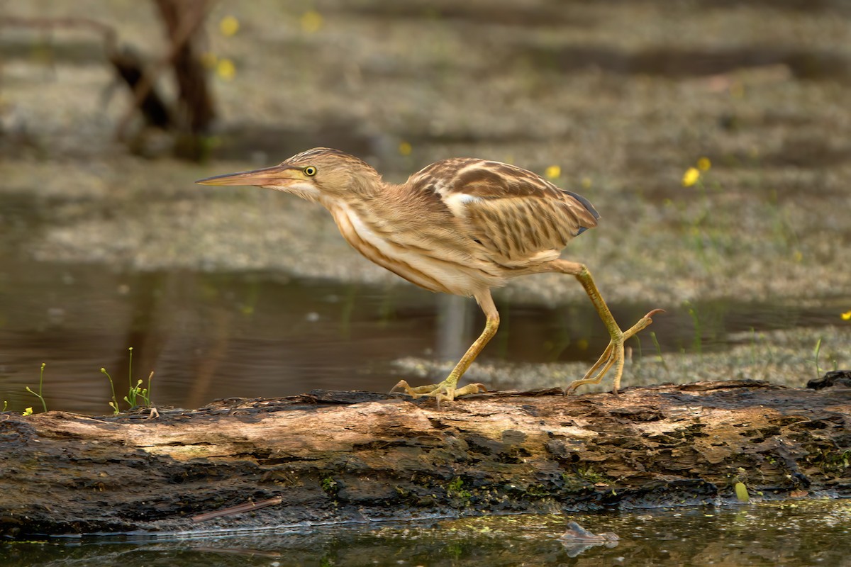 ヨシゴイ - ML645261219