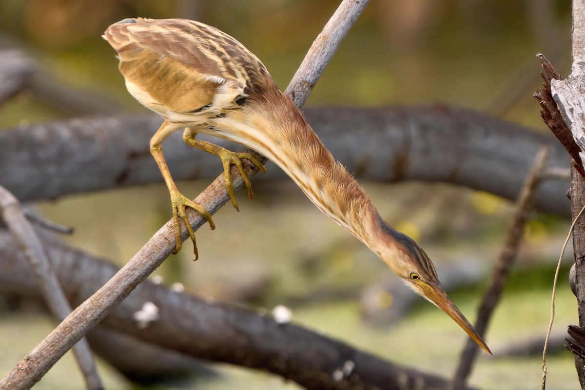 ヨシゴイ - ML645261220