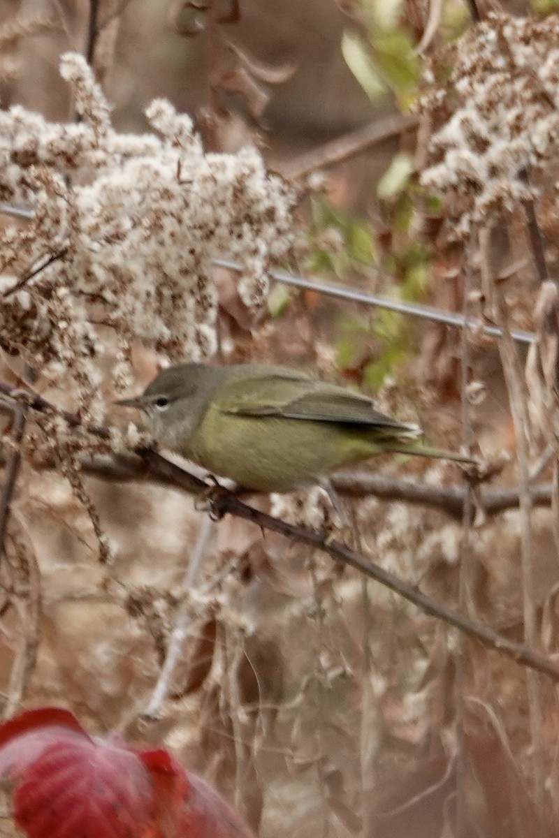Orange-crowned Warbler - ML645261227