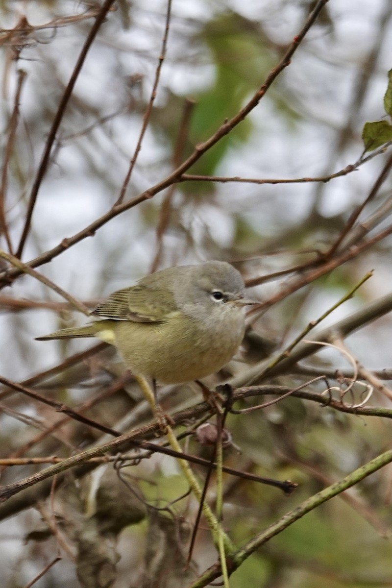Orange-crowned Warbler - ML645261228