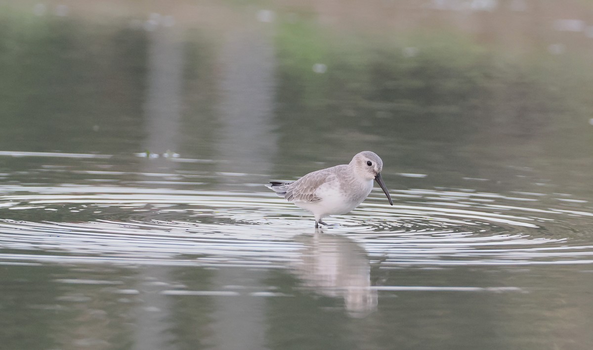 Dunlin - ML645261231