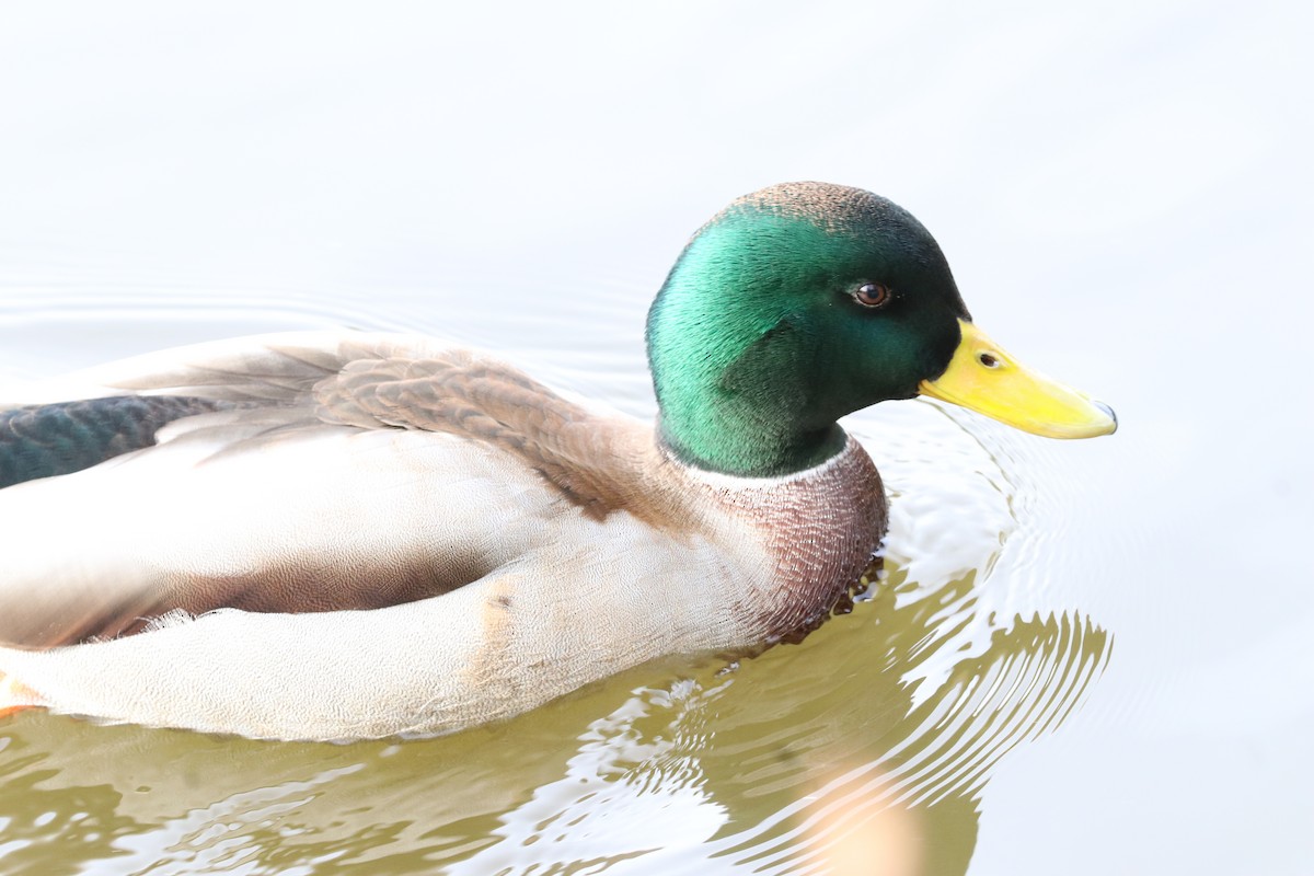 Mallard - ML645261234