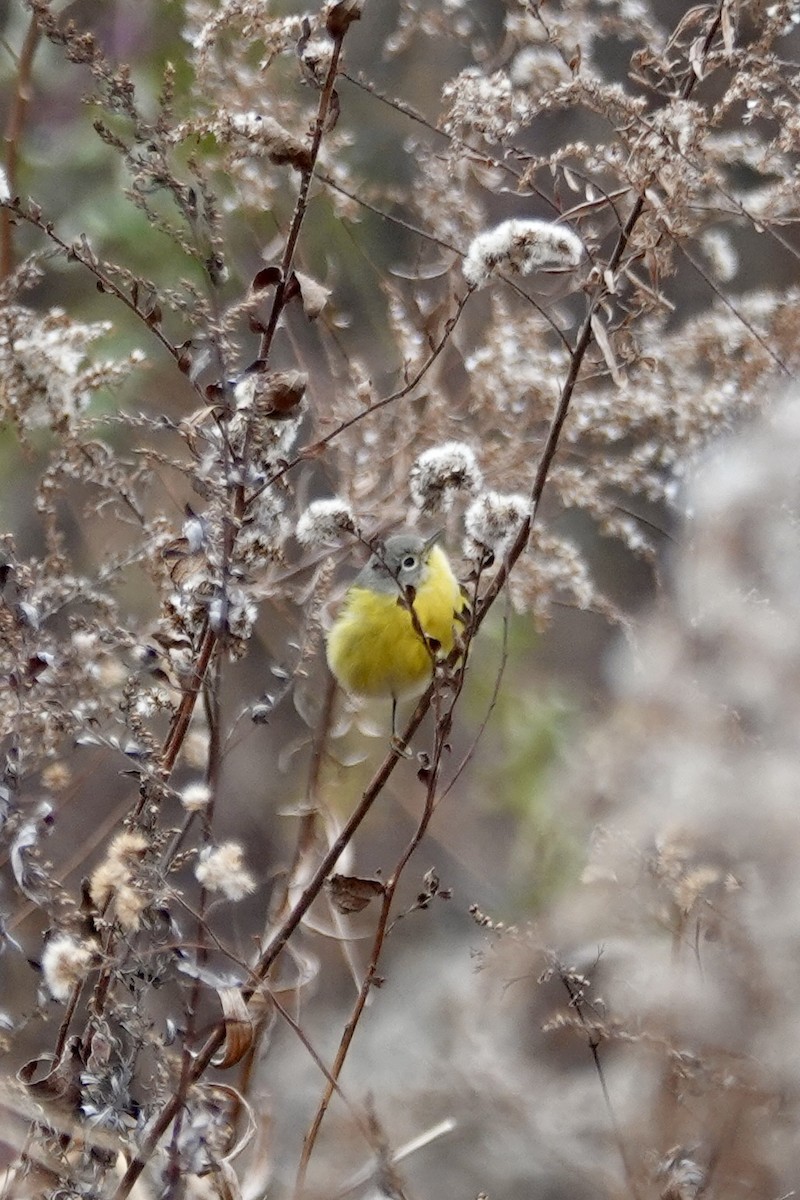 Nashville Warbler - ML645261235