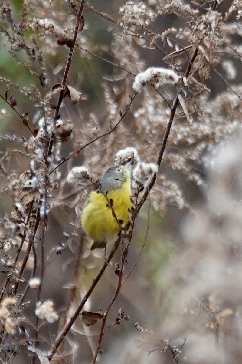 Nashville Warbler - ML645261236