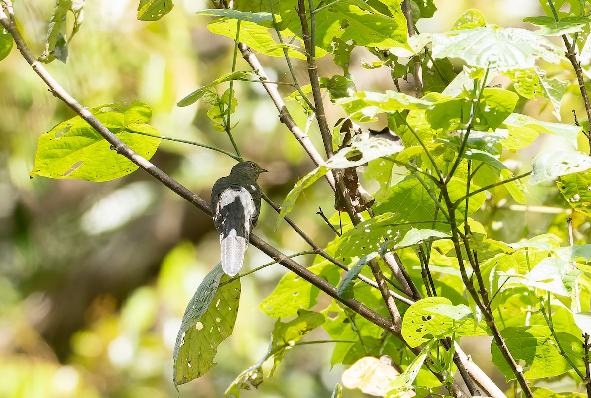 Moluccan Brush Cuckoo - ML645261258